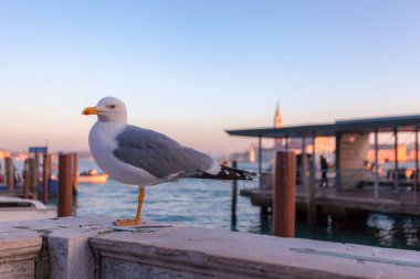 San Marco Havzası içinde belgili tanımlık geçmiş ile martı