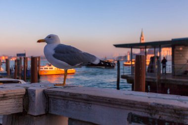San Marco Havzası içinde belgili tanımlık geçmiş ile martı