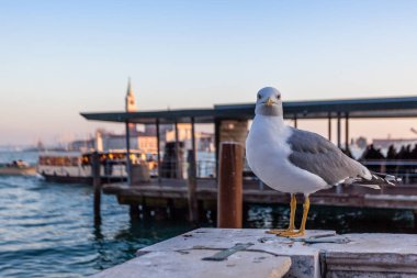 San Marco Havzası ve tekne trafiği içinde belgili tanımlık geçmiş olan martı
