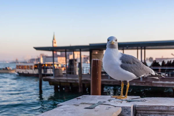 San Marco Havzası ve tekne trafiği içinde belgili tanımlık geçmiş olan martı