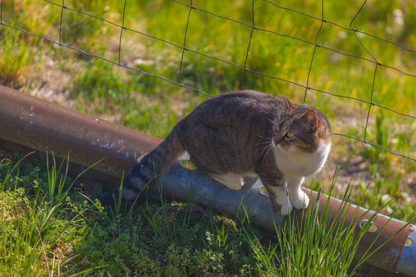 Cat watching towards a meadow over a piece of railing — Stock Photo, Image