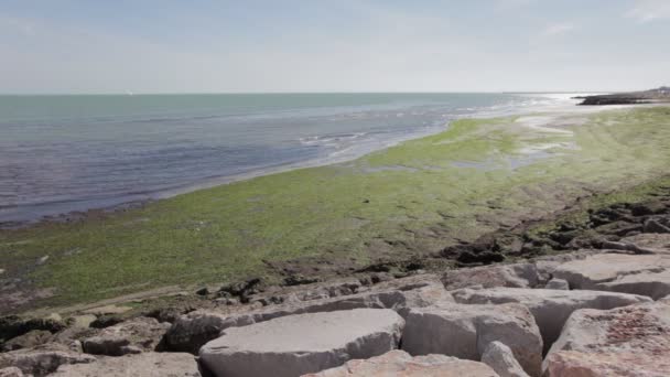 Piaszczysta plaża pokryta zielonymi algami, pokonana przez spokojne fale w letni dzień — Wideo stockowe