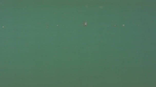 Emergencia de las aguas turbias de un lago, con vistas a un valle alpino — Vídeos de Stock