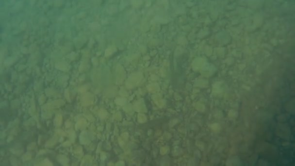 湖の濁った海で泳ぐチャブの水中撮影 — ストック動画