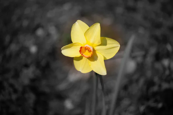 Kleurisolatie-effect van gele narcissen — Stockfoto