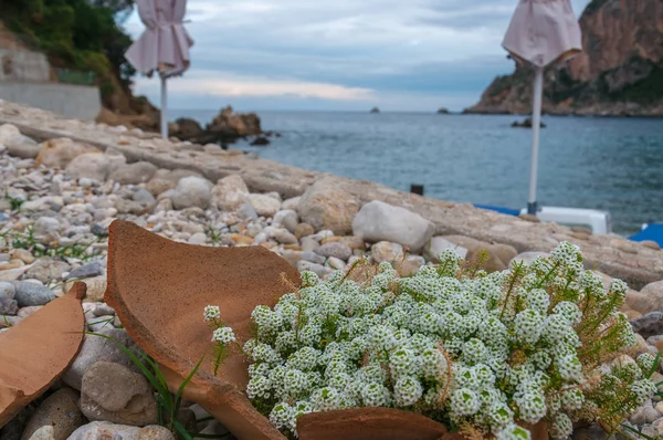 Paleokastritsa Körfezi geçmişine sahip Lobularia Maritima