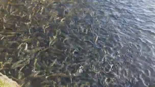 Frenetiska öringsrörelser på en fiskodling — Stockvideo