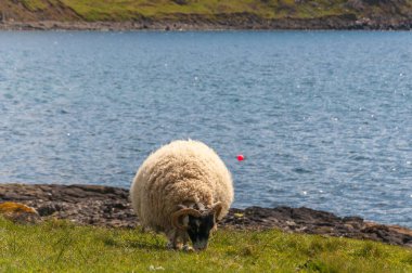 İskoçya 'nın Skye Adası' nda otlayan büyük kara yüz koyunu.
