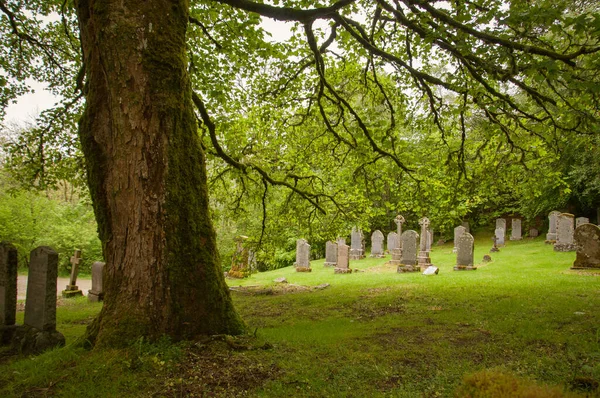 Rob Roys 'un mezarının yanındaki dev bir meşe ağacının arkasındaki mezarlar, Balquhidder, İskoçya — Stok fotoğraf