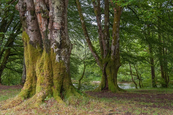 Старые буковые деревья, покрытые мхом, Гленко, Шотландия — стоковое фото
