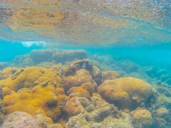 Коралловый риф с двумя маленькими рыбками Abudefduf vaigiensis — стоковое фото