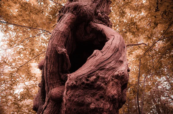 Pintoresco tronco nudoso con colores de fantasía —  Fotos de Stock