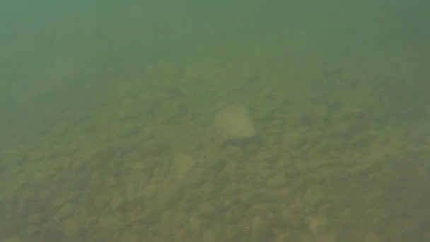 Plan sous-marin d'un fond de lac avec des pierres et de l'eau trouble — Video