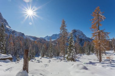 Güneşli bir günde karla kaplı turuncu tarla kuşları ve karlar, Dolomitler, İtalya