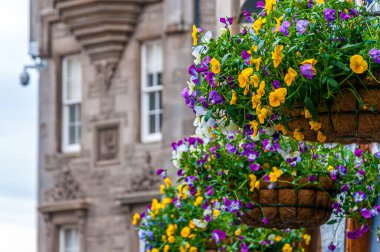 Renkli çiçeklerin ayrıntıları. Evin duvarları bulanık, Edinburgh.