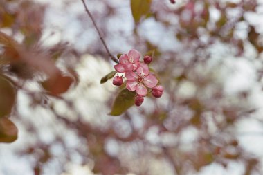 elma çiçekleri yakın çekim