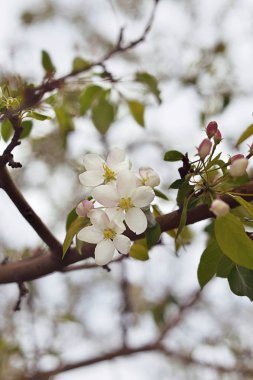elma çiçekleri yakın çekim