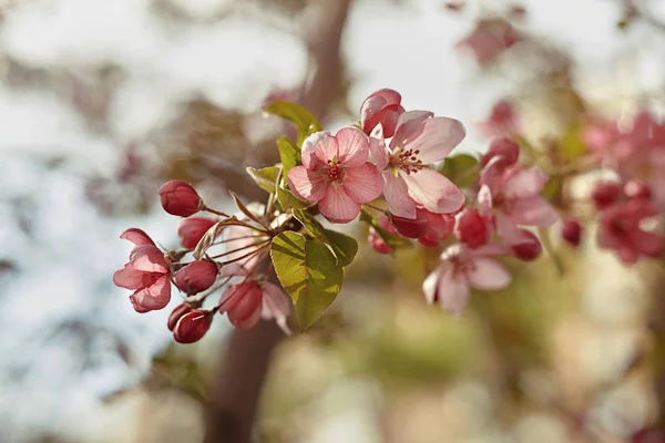 Яблочные Цветы Крупным Планом — стоковое фото