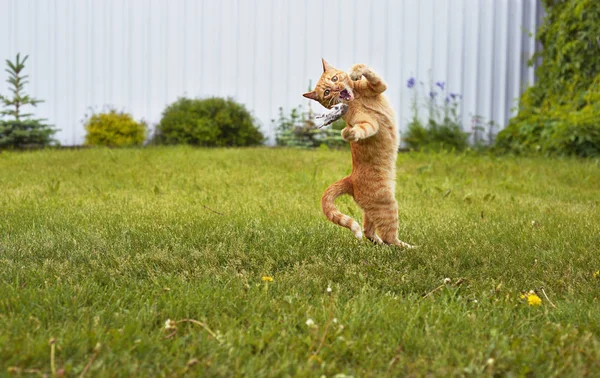 Cat Fångar Musen Hopp — Stockfoto