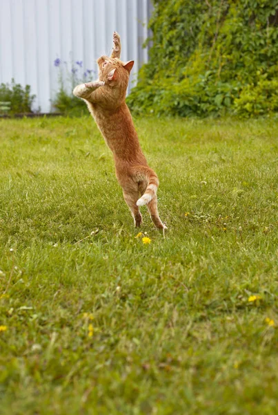Ginger cat in a jump or dancing on rgass