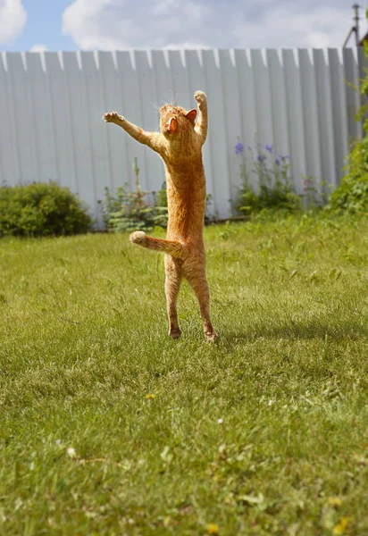 Ginger cat in a jump or dancing on rgass