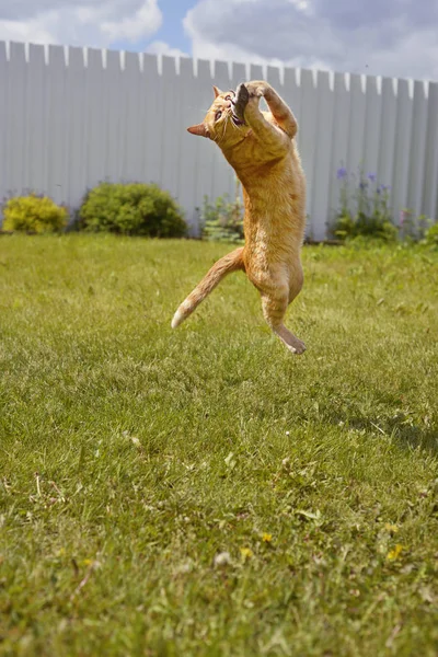 Gato Captura Rato Salto — Fotografia de Stock