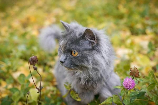 Gray Long Haired British Cat Clover Flowers — Stock Photo, Image