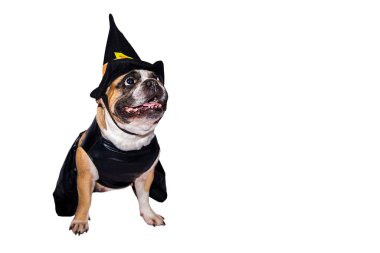 Cadılar Bayramı kostümlü Fransız Bulldog 'u beyaz arka planda izole edilmiş..