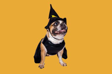 Zencefilli köpek Fransız bulldog Cadılar Bayramı için siyah cadı canavar kostümü giymişti.