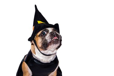 Cadılar Bayramı kostümlü Fransız Bulldog 'u beyaz arka planda izole edilmiş..