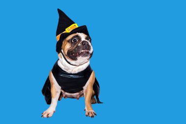 Zencefilli köpek Fransız bulldog Cadılar Bayramı için siyah cadı canavar kostümü giymişti.