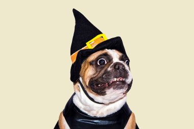 Zencefilli köpek Fransız bulldog Cadılar Bayramı için siyah cadı canavar kostümü giymişti.