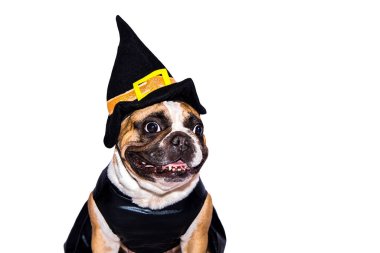 Cadılar Bayramı kostümlü Fransız Bulldog 'u beyaz arka planda izole edilmiş..