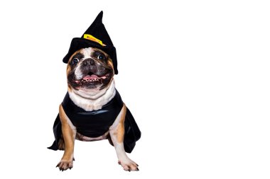 Cadılar Bayramı kostümlü Fransız Bulldog 'u beyaz arka planda izole edilmiş..