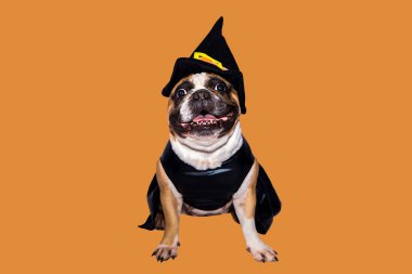 Zencefilli köpek Fransız bulldog Cadılar Bayramı için siyah cadı canavar kostümü giymişti.