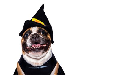 Cadılar Bayramı kostümlü Fransız Bulldog 'u beyaz arka planda izole edilmiş..