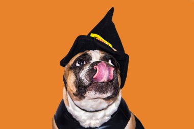 Zencefilli köpek Fransız bulldog Cadılar Bayramı için siyah cadı canavar kostümü giymişti.