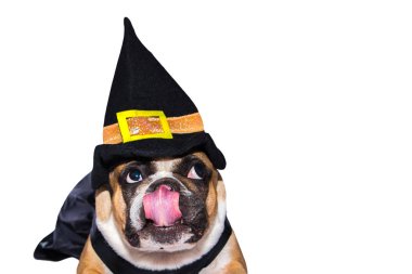 Cadılar Bayramı kostümlü Fransız Bulldog 'u beyaz arka planda izole edilmiş..