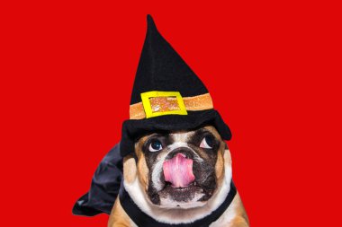 Zencefilli köpek Fransız bulldog Cadılar Bayramı için siyah cadı canavar kostümü giymişti.