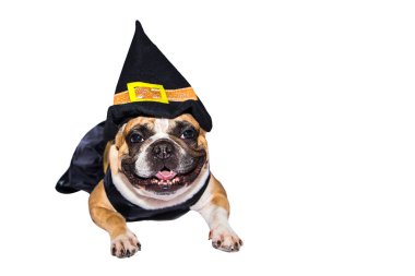 Cadılar Bayramı kostümlü Fransız Bulldog 'u beyaz arka planda izole edilmiş..