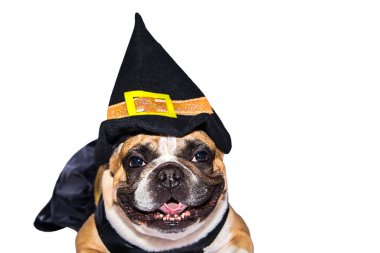 Cadılar Bayramı kostümlü Fransız Bulldog 'u beyaz arka planda izole edilmiş..
