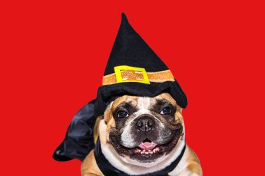 Zencefilli köpek Fransız bulldog Cadılar Bayramı için siyah cadı canavar kostümü giymişti.