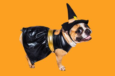 Zencefilli köpek Fransız bulldog Cadılar Bayramı için siyah cadı canavar kostümü giymişti.