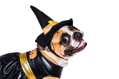 Cadılar Bayramı kostümlü Fransız Bulldog 'u beyaz arka planda izole edilmiş..