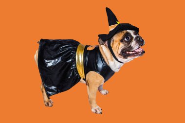 Zencefilli köpek Fransız bulldog Cadılar Bayramı için siyah cadı canavar kostümü giymişti.