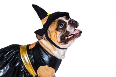 Cadılar Bayramı kostümlü Fransız Bulldog 'u beyaz arka planda izole edilmiş..