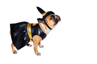 Cadılar Bayramı kostümlü Fransız Bulldog 'u beyaz arka planda izole edilmiş..