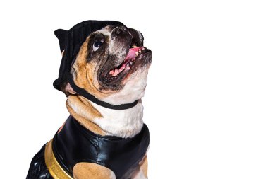 Cadılar Bayramı kostümlü Fransız Bulldog 'u beyaz arka planda izole edilmiş..