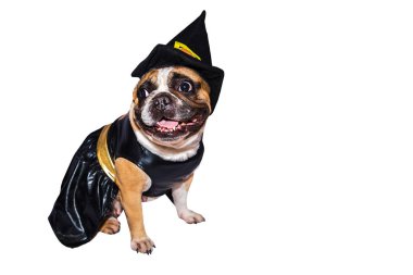Cadılar Bayramı kostümlü Fransız Bulldog 'u beyaz arka planda izole edilmiş..