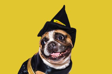 Zencefilli köpek Fransız bulldog Cadılar Bayramı için siyah cadı canavar kostümü giymişti.